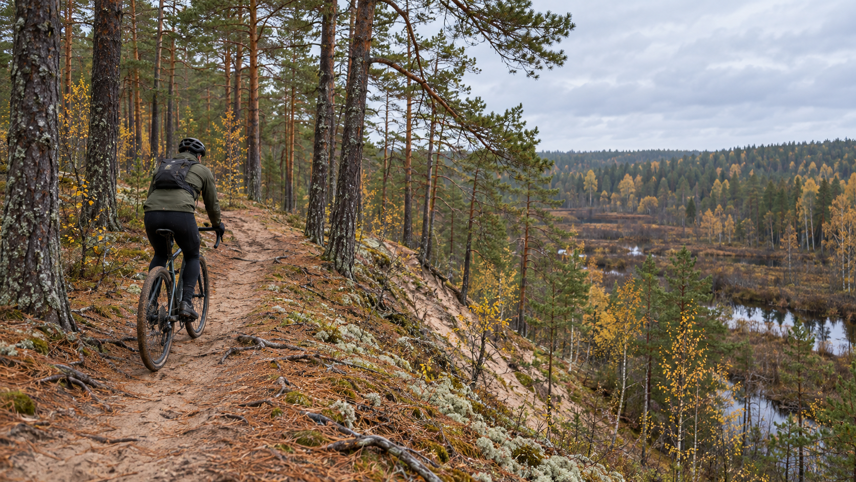 A cyclist on a sandy pine-forest trail beside a wetland.